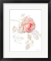 Gentle Rose I Framed Print