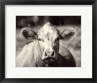 Framed Pasture Cow