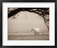 Hazy Horse II Framed Print