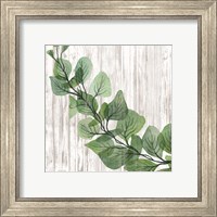 Framed 'Eucalyptus on White' border=