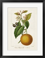 Framed Antique Citrus Fruit II