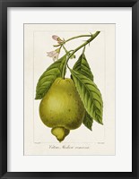 Antique Citrus Fruit III Framed Print
