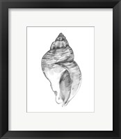 Framed 'Quiet Conch I' border=