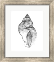 Framed 'Quiet Conch I' border=