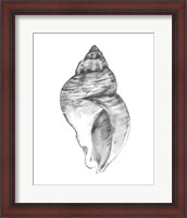 Framed 'Quiet Conch I' border=