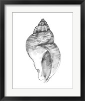 Framed 'Quiet Conch I' border=