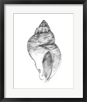 Framed Quiet Conch I