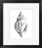 Framed 'Quiet Conch II' border=