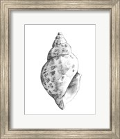 Framed 'Quiet Conch II' border=