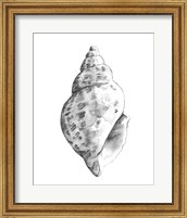 Framed 'Quiet Conch II' border=