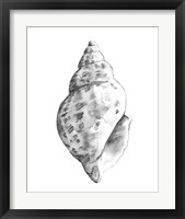 Framed 'Quiet Conch II' border=