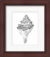 Framed 'Quiet Conch III' border=