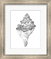 Framed 'Quiet Conch III' border=