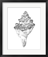 Quiet Conch III Framed Print