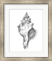 Framed 'Quiet Conch IV' border=