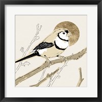 Spring Passerine I Framed Print