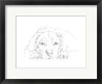 Lazy Dog III Framed Print