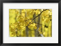 Framed Aspen Backlight