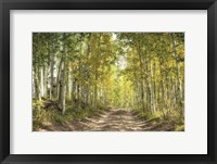 Framed Aspen Drive