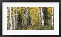 Framed Aspen Panorama