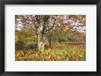 Framed Maple and Ferns