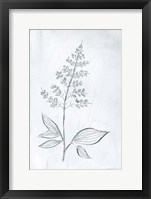 Milkweeds IV Framed Print