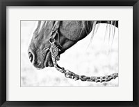 Framed Equine Portrait II