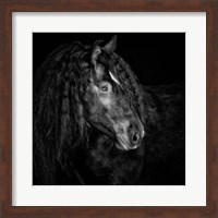 Framed 'Equine Portrait IX' border=