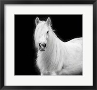 Framed Equine Portrait V