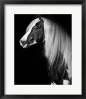 Framed Equine Portrait VII