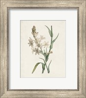 Framed 'Classic Botanicals I' border=