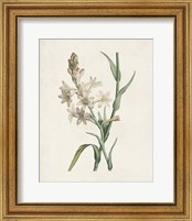 Framed 'Classic Botanicals I' border=