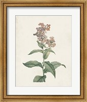 Framed 'Classic Botanicals II' border=