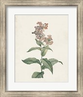 Framed 'Classic Botanicals II' border=