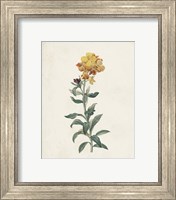 Framed 'Classic Botanicals III' border=