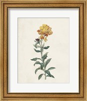 Framed 'Classic Botanicals III' border=