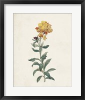 Classic Botanicals III Framed Print
