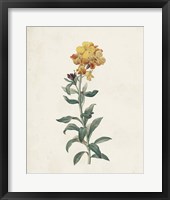 Framed 'Classic Botanicals III' border=