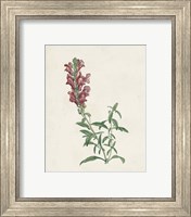 Framed 'Classic Botanicals IV' border=