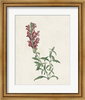 Framed 'Classic Botanicals IV' border=