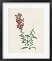 Framed 'Classic Botanicals IV' border=