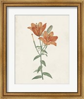 Framed 'Classic Botanicals V' border=