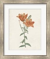 Framed 'Classic Botanicals V' border=