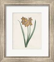 Framed 'Classic Botanicals VI' border=