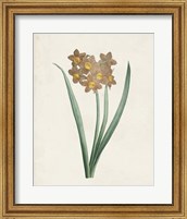 Framed 'Classic Botanicals VI' border=