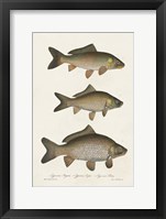 Species of Antique Fish I Framed Print