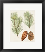 Framed 'Antique Pine Cones I' border=