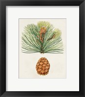 Framed 'Antique Pine Cones II' border=