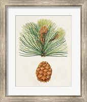 Framed 'Antique Pine Cones II' border=