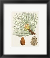 Framed 'Antique Pine Cones IV' border=